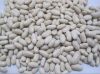 Sell white kidney beans Baishake type