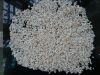 Sell White gravel crushed stone landscaping pebbles