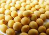 Sell Soybean isoflavones 40%, UV