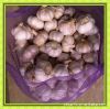 Sell Chinese White Garlic