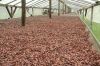 Sell Cocoa Beans, Coffee Beans, Cocoa Powder, Coffee Powder