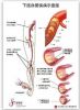 3D Lower Extremity Chart