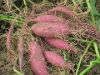 Purple sweet potato