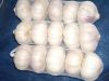 Sell Normal White Garlic in Tube Packing