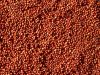 Sorghum Red, Sorgo, Rote Hirse