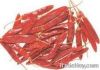 Sell Red Bird Eye Chillies