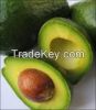 fresh avocados for sale