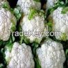 Fresh Cauliflowers  for sale