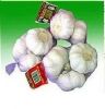 Sell fresh pure white garlic