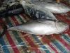 Sell  yellow fin tuna