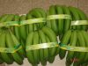 cavendish bananas ready for exportation