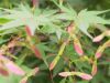 Sell Acer palmatum seed.