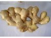 Sell fresh ginger