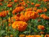 Sell Pigment marigold seeds