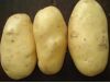Sell fresh potato in mesh bag/carton