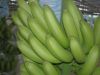 Sell Fresh Green Cavendish Bananas