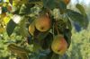 Sell Fresh Pears, Frozen Fruit, Fresh Apples