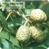 Sell horse chestnut extract