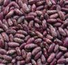 Sell Purple speckled kidney beans (2012 Crop)