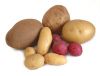 Sell Offer Of Fresh Potatoes