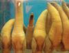 Sell geoduck