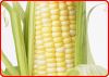  Maize | Maize Exporter | Corn Grain Seller | Maize Buyer | Bulk Maize Grain Importer | Corn bean Buyer | Corn bean Wholesaler | Corn Grain Manufacturer | Best Quality Corn Grain | Cheap Maize Supplier | Low Price Corn | Yellow Corn | White Cron | Baby Ma