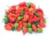 bhut jolokia