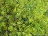 Sell Dill Anethum garveolens  plants leaves, seeds and sterms