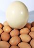Sell full egg powder  and chicken eggs