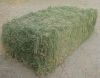 Sell Alfafa hay, corn maize, barley and wheat for animal feed