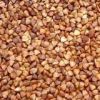 Sell roasted buckwheat kenels, fresh and dried buckwheats