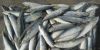 Sell frozen pacific mackerel for tuna bait