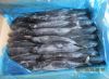 Sell frozen bonito fish whoel round