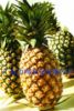 Sell Pineapple--Direct Origin