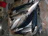 Sell Atlatntic Mackerel