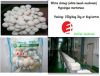 Sell beech mushroom