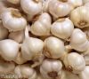 Sell Fresh Garlic