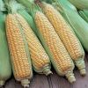 Sell Sweet Corn