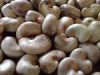 Sell Raw Cashew Nuts