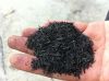 Carbonized Ricehusk Ash