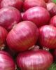 onion exporter