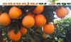 Sell Navel Orange