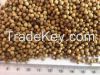 Coriander Seeds