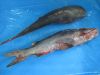 Frozen Seawater Cat fish
