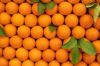 Fresh Citrus Fruits Navel Oranges from South Africa for sales