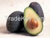 Quality Fresh Avocado ( Hass ) !!