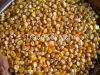 White and Yellow Corn (Human Consumption & Animal Feed)