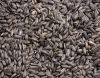 Sunflower Seeds / Sunflower Seed Hulled / Sunflower Kernels