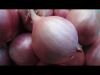 Sell red onion from Thailand