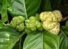 Sell Noni Fruit Extract powder